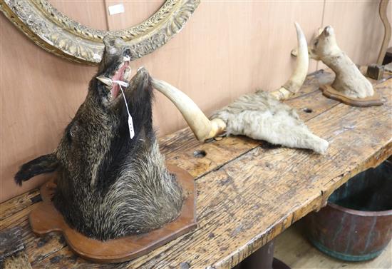 A taxidermic boars head, deer and bull